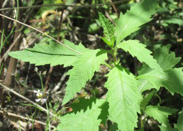 EPAZOTE -- A TRADITIONAL SPICE FROM MEXICO