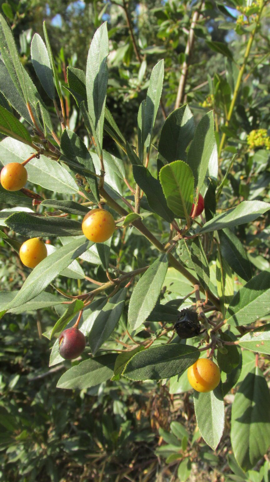 CALIFORNIA COFFEE BERRY – School of Self-Reliance