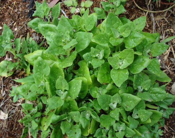 NEW ZEALAND SPINACH